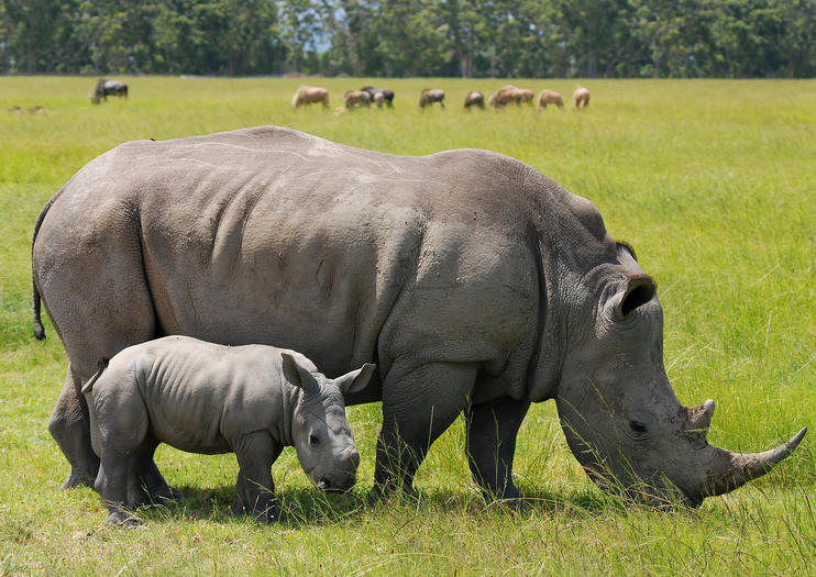 Parque Nacional de Nairobi